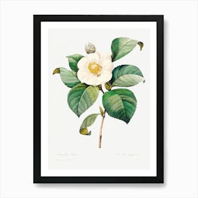White Japanese Camellia, Pierre Joseph Redoute Art Print