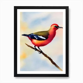 Baldpate Watercolour Bird Art Print