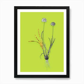 Vintage Allium Carolinianum Black and White Gold Leaf Floral Art on Chartreuse n.0033 Art Print