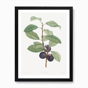 Prune Fruit From La Botanique De Jj Rousseau, Pierre Joseph Redouté Art Print