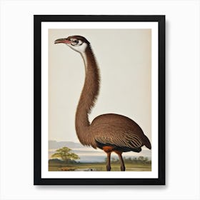 Ostrich James Audubon Vintage Style Bird Art Print