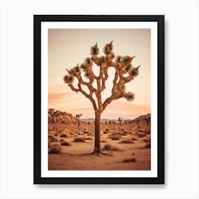  Photograph Of A Joshua Tree At Dusk  In A Sandy Desert 4 Art Print