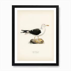 Lesser Blak Backed Gull, The Von Wright Brothers Art Print