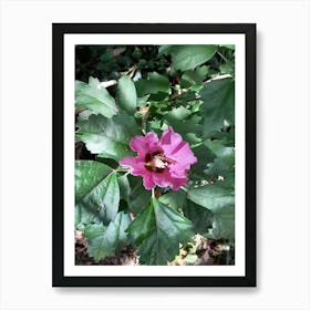 Hibiscus Flower Art Print