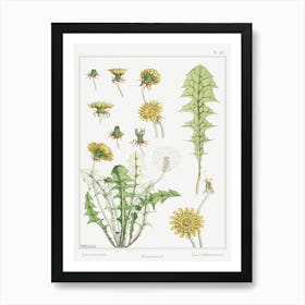 Dandelion From The Plant And Its Ornamental Applications (1896), Maurice Pillard Verneuil Art Print
