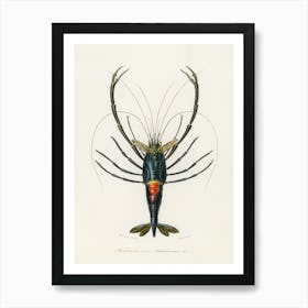 Crimson Crawfish (Palemon Ornatum), Charles Dessalines D'Orbigny Art Print