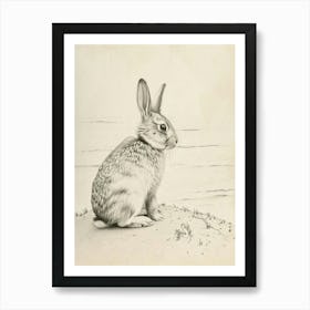 Silver Marten Rabbit Drawing 2 Art Print