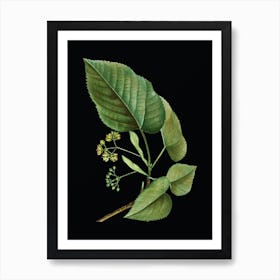 Vintage Linden Tree Branch Botanical Illustration on Solid Black n.0456 Art Print