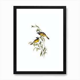 Vintage White Eared Honeyeater Bird Illustration on Pure White n.0098 Art Print