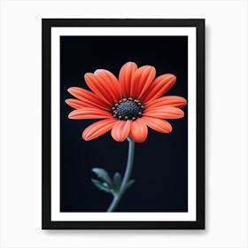 Gerbera Daisy 17 Art Print