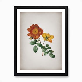 Vintage Sweetbriar Rose Botanical on Parchment n.0707 Art Print