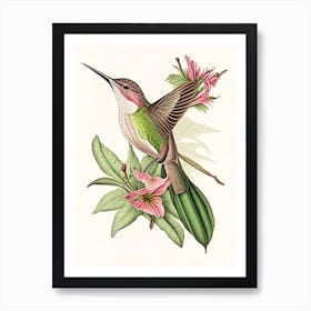 Buff Bellied Hummingbird Vintage Botanical Line Drawing Art Print