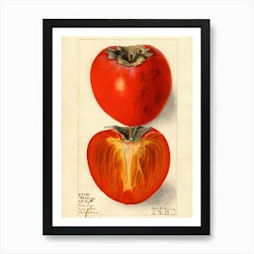 Persimmon Art Print