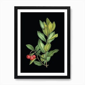 Vintage Strawberry Tree Branch Botanical Illustration on Solid Black n.0346 Art Print