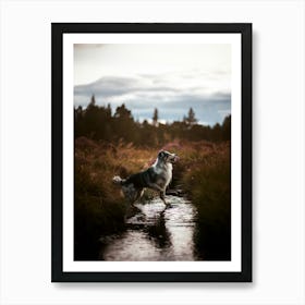 Scotland Border Collie in The Water - Scotland Highland UK dog photo print - moody animal photography Art Print