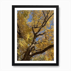 Yellow tree New York City Central Park Art Print