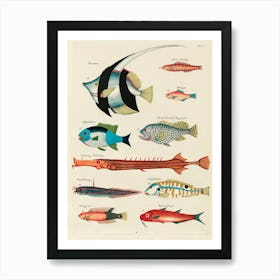 Colourful And Surreal Illustrations Of Fishes Found In Moluccas (Indonesia) And The East Indies, Louis Renard(4) Art Print