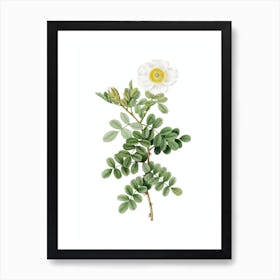 Vintage Macartney Rose Botanical Illustration on Pure White Art Print