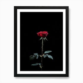 Single Red Rose On Black Background 11 Póster