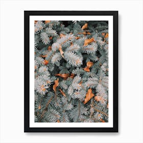 Blue Spruce Tree Art Print