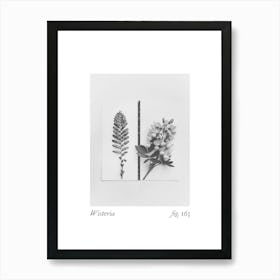 Wisteria Botanical Collage 2 Art Print