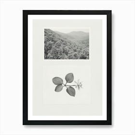 Orchid Flower Photo Collage 2 Art Print