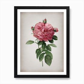 Vintage Giant French Rose Botanical on Parchment n.0430 Art Print