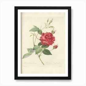 Rose Illustration, Pierre Joseph Redoute (2) Art Print