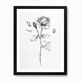 English Rose Petals Line Drawing 2 Art Print