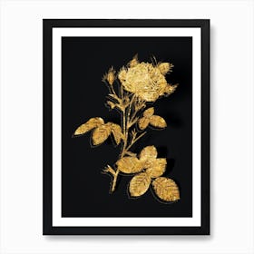 Vintage White Provence Rose Botanical in Gold on Black Art Print