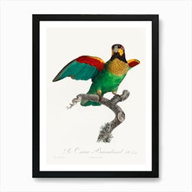 The Orange Cheeked Parrot, From Natural History Of Parrots, Francois Levaillant Art Print