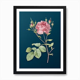 Vintage Pink Cumberland Rose Botanical Art on Teal Blue n.0541 Art Print