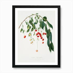 Visciola Cherries (Cerasus Visciola) From Pomona Italiana (1817 1839), Giorgio Gallesio Art Print