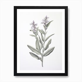 Sage Vintage Botanical Herbs 1 Art Print