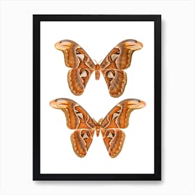 Two Butterflies And Moths Poster