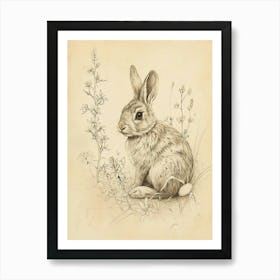 Chinchilla Rabbit Drawing 1 Art Print