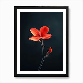 Red Flower On Black Background 5 Art Print