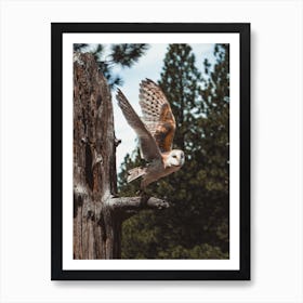 Barn Owl Flying Art Print