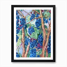 Boysenberry Classic 2 Fruit Art Print