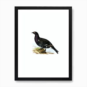 Vintage Hybrid Between Black Grouse And Western Capercaillie Bird Illustration on Pure White n.0200 Art Print