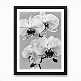 Orchids B&W Pencil 2 Flower Art Print