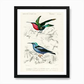 Different Types Of Birds, Charles Dessalines D'Orbigny Art Print