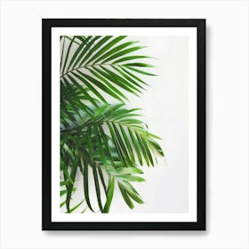 Palm Leaves On White Background 1 Art Print