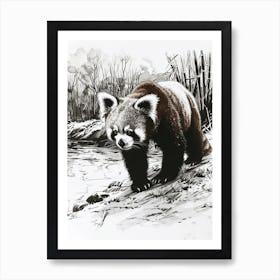 Red Panda Standing On A Riverbank Ink Illustration 4 Art Print