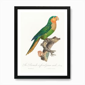 The Yellow Headed Amazon, Male From Natural History Of Parrots, Francois Levaillant Art Print