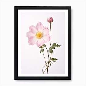 Pressed Wildflower Botanical Art Wild Rose 2 Art Print