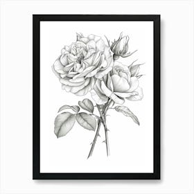 Roses Sketch 13 Art Print
