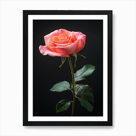 Pink Rose Isolated On Black Background 12 Art Print