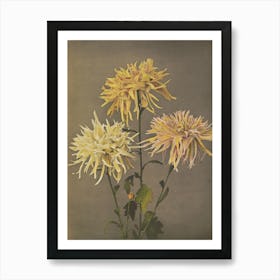 Three Chrysanthemums Art Print