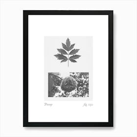 Peony Botanical Collage 4 Art Print